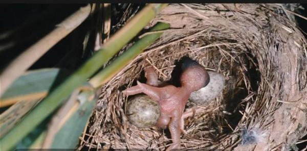 天生的超級壞蛋 天生的超級壞蛋