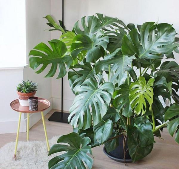 今年流行的7種“觀賞花”,家裡養一盆,大氣又吉利 今年流行的7種“觀賞花”,家裡養一盆,大氣又吉利