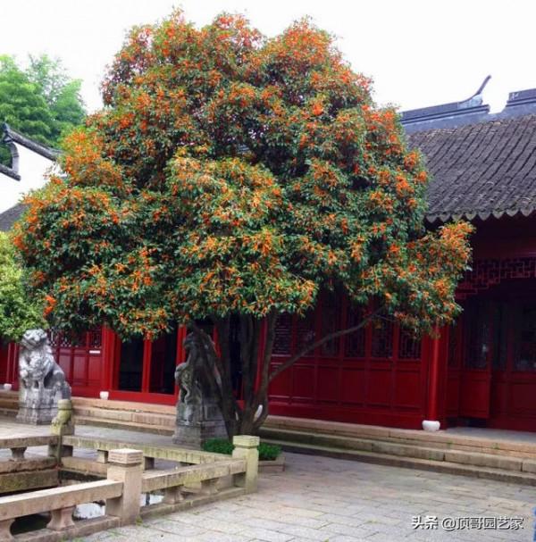 有花的院子才叫花園！沒花的花園最蒼白！花園應該這樣種花
