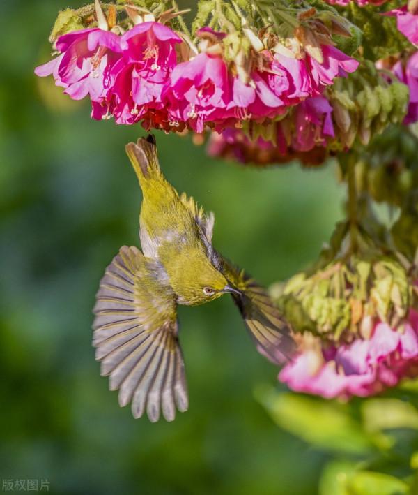 虎年大吉！飛鳥撲芙蓉，紅紅火火鬧新春