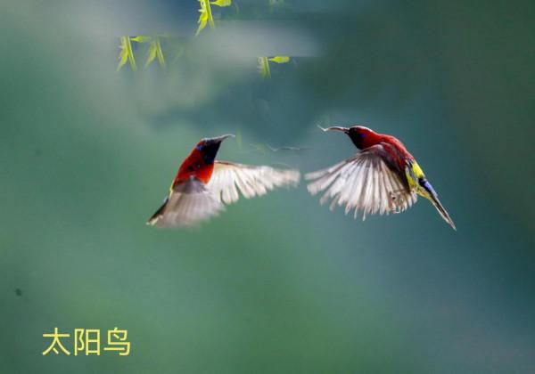 我的小鳥真可愛