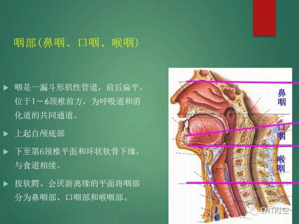 頭頸五官CT斷層解剖圖及常見病影像診斷