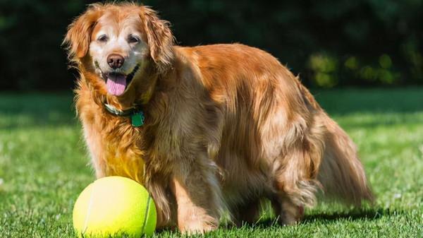 養狗12年:如果汪去世,可能再也不會養狗了 養狗12年:如果汪去世,可能再也不會養狗了