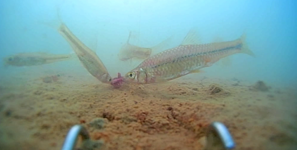 冬季釣鯽魚發窩慢,隔夜窩是不錯的選擇,但為何效果卻差別很大? 冬季釣鯽魚發窩慢,隔夜窩是不錯的選擇,但為何效果卻差別很大?