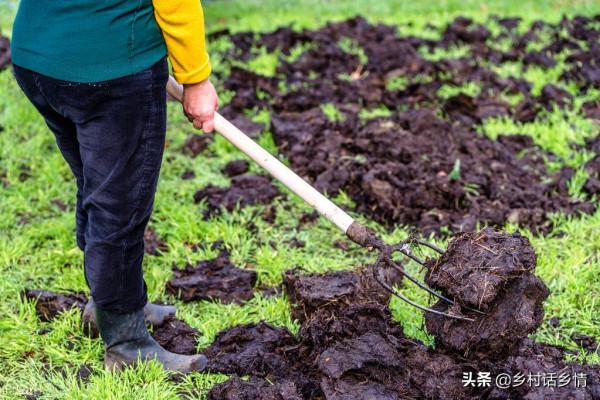 種植蔬菜，雞糞、牛糞等農家肥你全用錯了，看看老農怎麼做