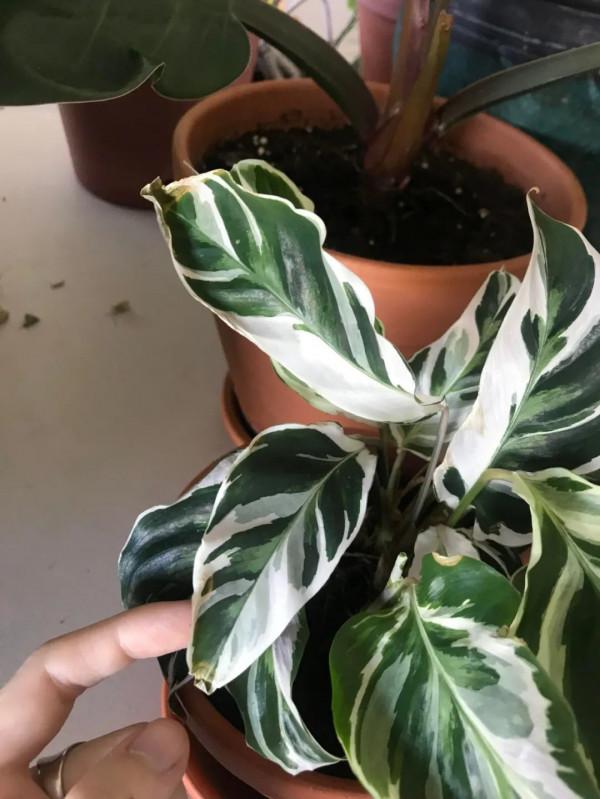 網紅植物不是那麼好養的，這幾類植物要謹慎入坑，不然真浪費了