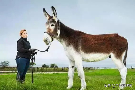 40個顛覆認知的吉尼斯記錄,男子把飛機當飯吃,用玻璃碎片洗臉 40個顛覆認知的吉尼斯記錄,男子把飛機當飯吃,用玻璃碎片洗臉