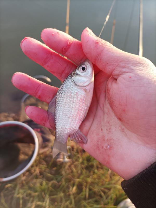 5米寬的河溝頻率逐漸加快，魚口竟然如此暴躁