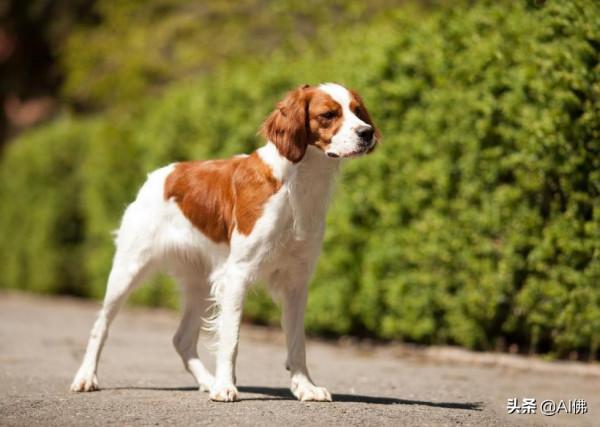 世界上50個最受歡迎的犬種的起源 世界上50個最受歡迎的犬種的起源