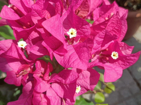 退休老王養啥旺啥,憑什麼?用上這些好方法,太給力了 退休老王養啥旺啥,憑什麼?用上這些好方法,太給力了