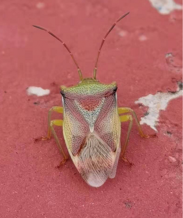 不可小看小小的臭屁蟲~ 不可小看小小的臭屁蟲~