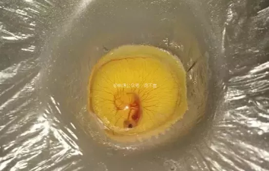 把受過精的烏龜蛋打進保鮮膜內,60天后奇蹟出現了 把受過精的烏龜蛋打進保鮮膜內,60天后奇蹟出現了