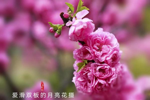 古剎幽蘭之醉賞潭柘寺“二喬” 古剎幽蘭之醉賞潭柘寺“二喬”