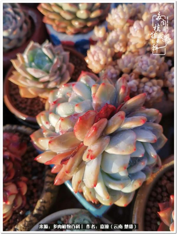 天南海北，一群熟悉又陌生的愛肉人