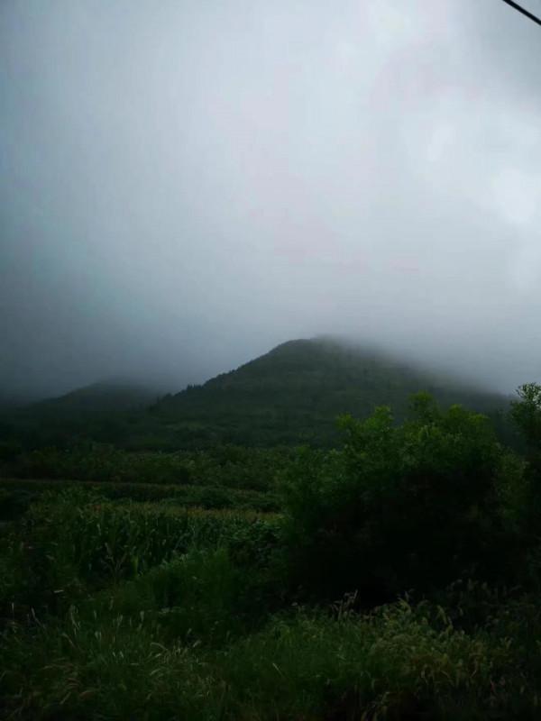 亮甲坡上牽牛花 亮甲坡上牽牛花