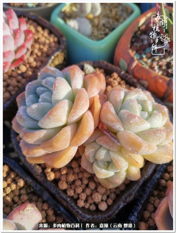 天南海北，一群熟悉又陌生的愛肉人