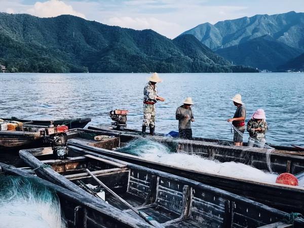 2009年老闆投入6000萬尾魚苗，魚集體失蹤，4年後靠魚年收3000萬