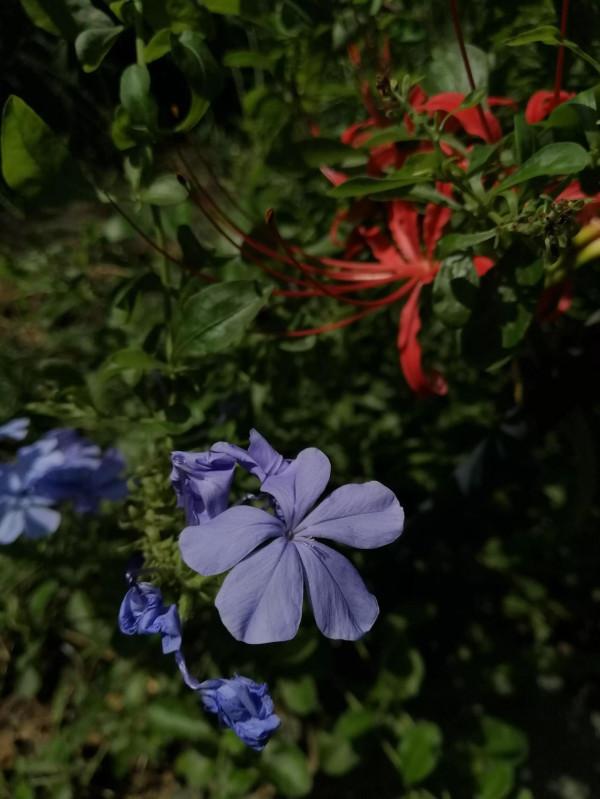 小花園裡秋花正旺，手調曝光補償，拍攝花瓣細節