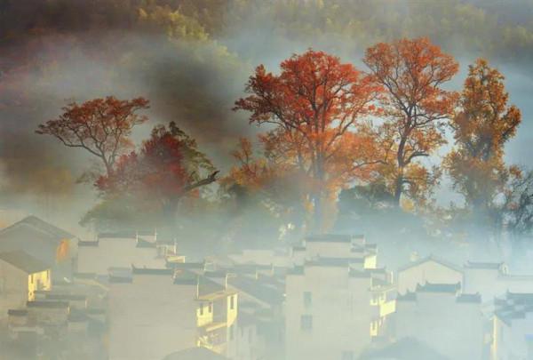 原來這時候才是婺源的顏值巔“楓”，錯過了要再等一年