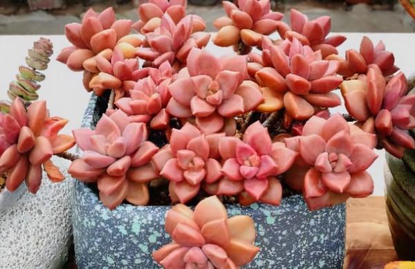 5種多肉植物，皮實好養，能養死的都是人才