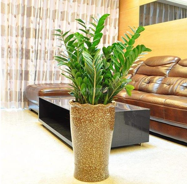 客廳見樹，家業穩固！適合客廳養的五種樹，大氣美觀，幸福感倍增