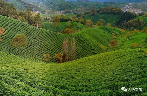 看,這就是大悟的秋 看,這就是大悟的秋