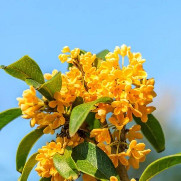 今日秋分：把成熟的甘甜釀入濃酒