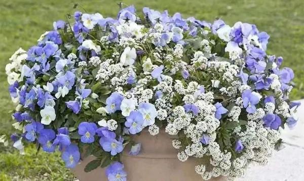 每年都搶著買的香雪球，種在花園裡引人駐足，流連忘返