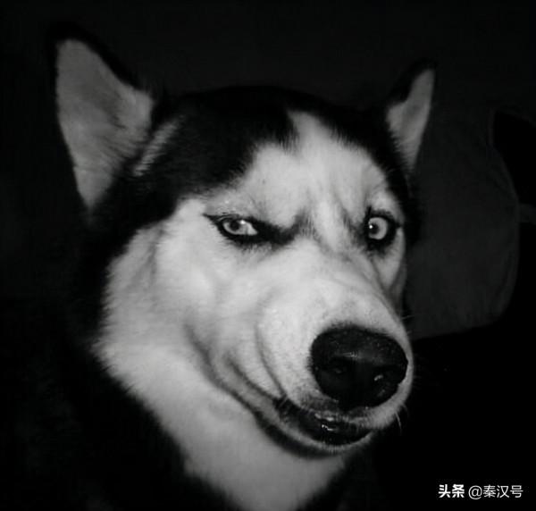 從不吃虧的土耳其，1926年放棄摩蘇爾，換取伊拉克油田10%收益