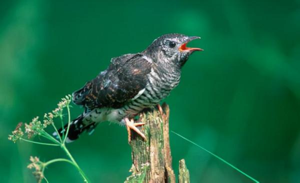 《錦瑟》鑑賞 《錦瑟》鑑賞