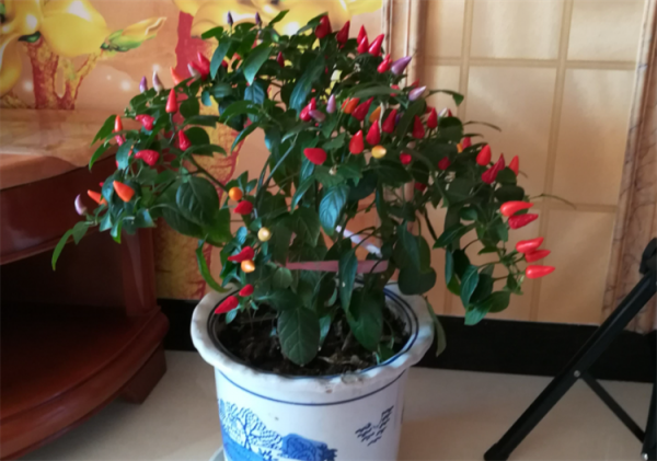 盆景趣聞：將辣椒養成老樁盆景是啥體驗？就算拿100斤辣椒都不換