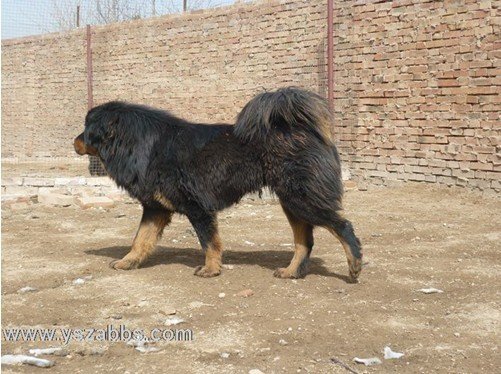 藏獒——藏區牧民的保護神!沒有藏獒牧民無法在高原生存 藏獒——藏區牧民的保護神!沒有藏獒牧民無法在高原生存
