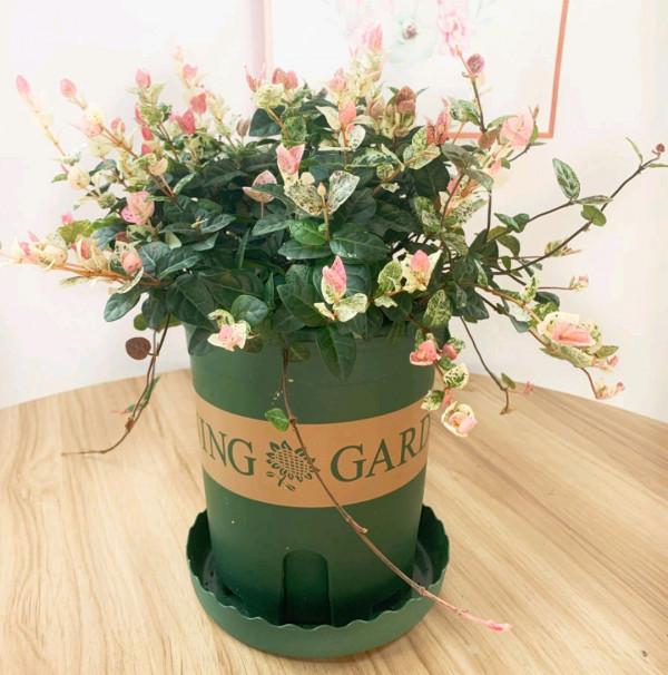 100種觀葉綠植,50種大型的,50種小型的,家裡沒有陽光也能養 100種觀葉綠植,50種大型的,50種小型的,家裡沒有陽光也能養