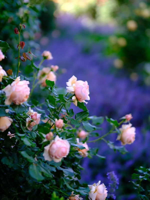 東北花友走遍歐洲著名花園,回國後建了座四季有花的北方花園 東北花友走遍歐洲著名花園,回國後建了座四季有花的北方花園