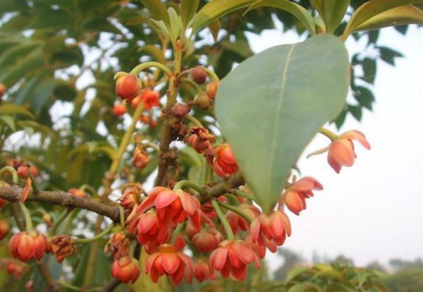 100種有毒的花和果，生活中很常見，出門要小心，避免受傷害