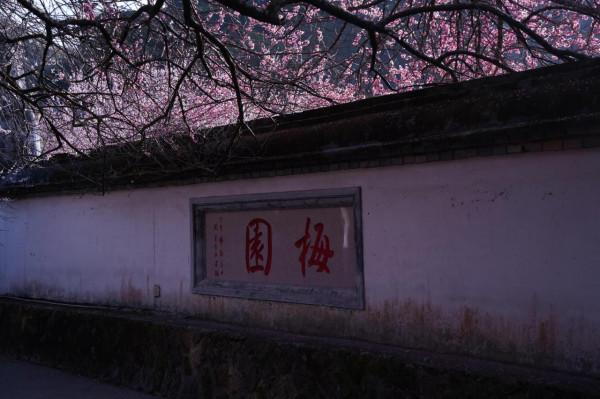 古寺梅花開，花期正當時