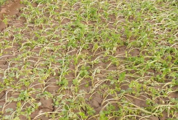 芹菜產量低,施肥有誤區?農戶別用錯,高產的配方要知道 芹菜產量低,施肥有誤區?農戶別用錯,高產的配方要知道