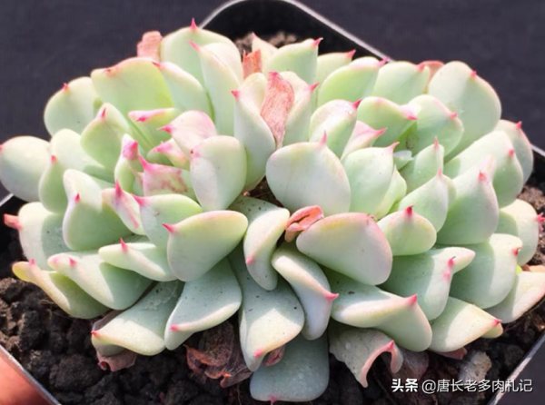 歷盡千帆,歸來仍是少年——多肉飛行少年葉形奇特,名字也很拉風 歷盡千帆,歸來仍是少年——多肉飛行少年葉形奇特,名字也很拉風