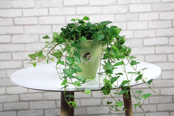 陽臺空著用不著？看一下這4種花，養好了陽臺變花園