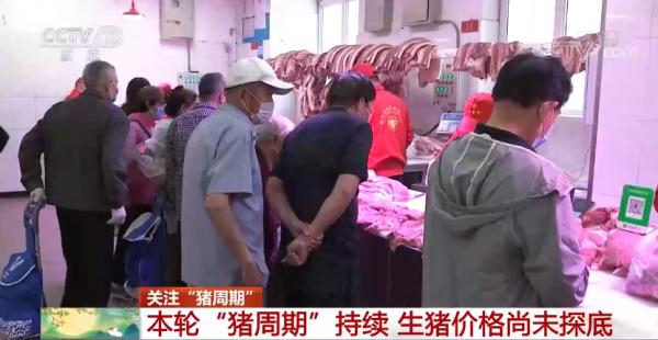 豬肉價格一降再降 尚未探底!咋回事? 豬肉價格一降再降 尚未探底!咋回事?