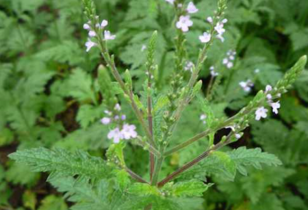 農村人釀酒,4種“野草”別錯過,都是“制曲”的好材料,漲知識 農村人釀酒,4種“野草”別錯過,都是“制曲”的好材料,漲知識