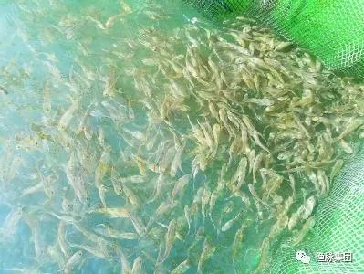 魚苗放苗時間的選擇依據和放苗過程中需要注意哪些問題？