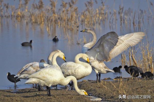 運城鹽湖美成“天鵝湖”