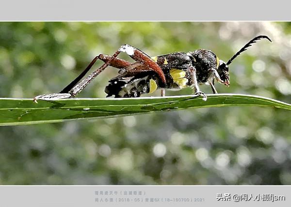 手機昆蟲攝影:天牛,拍攝技巧分享,你見過這幾種天牛嗎? 手機昆蟲攝影:天牛,拍攝技巧分享,你見過這幾種天牛嗎?