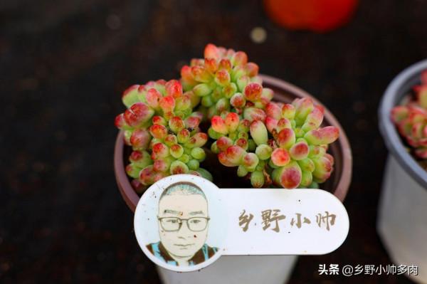 多肉葉片乾癟都是什麼原因？從5點下手養護，收穫冬季美肉