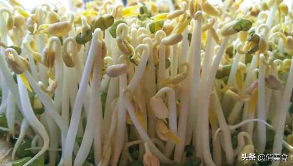 家庭自制綠豆芽,教你5個小秘訣,豆芽4天就能吃,安全衛生又營養 家庭自制綠豆芽,教你5個小秘訣,豆芽4天就能吃,安全衛生又營養