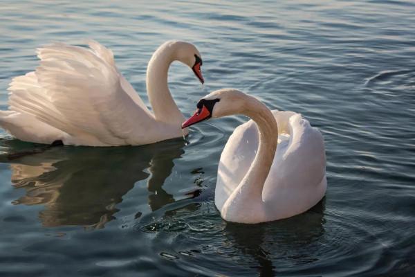 分享——天鵝之美