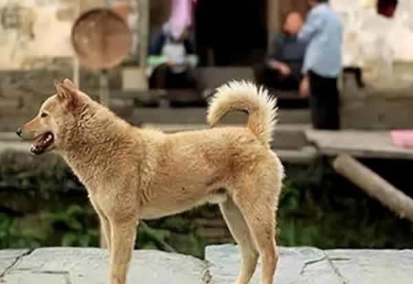 80年代，掀起過一場轟轟烈烈的“打狗運動”，當年都發生過什麼？