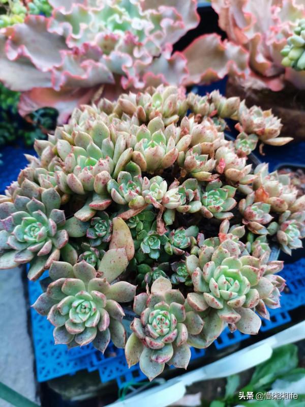 你會在肉肉正流行且價格不菲的時候入手嗎？