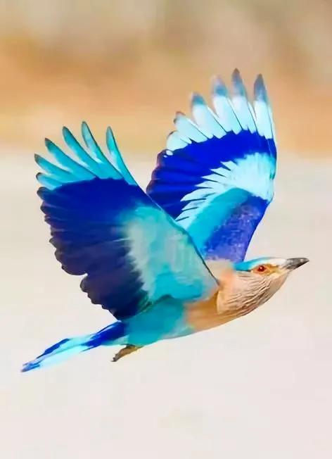 分享：全世界稀有色彩斑斕的鳥兒，太漂亮了